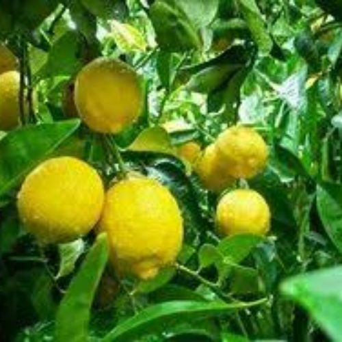 Kumbhkat Lemon Plant Manufactutrer & Supplier in India